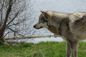 Standing Wolf