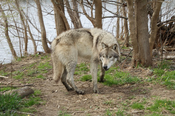 Startled Wolf