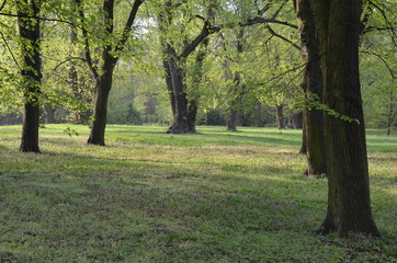 krajoobraz parkowy - stare lipy w wiosenny poranek - obrazy, fototapety, plakaty
