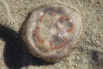 Meduza plaża parzydełka © Magdalena
