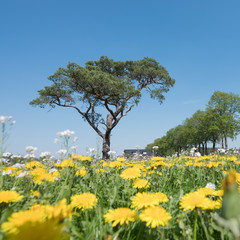 spring field with blossoming dandelions and other summer flowers with lonely pine tree against blue sky in holland