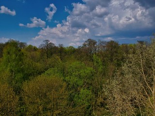 Obraz premium Tops of the trees in a park in Nesvizh, Belarus