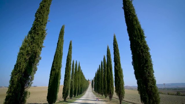 Slow motion stabilized shot - Famous cypress trees row along Tuscany road by POV of car driver driving along countryside of Italy. Cypress tree defines signature of Tuscany for tourist visiting Italy.