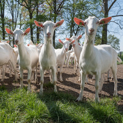 Fototapeta premium group of white goats outside on sunny spring day near utrecht in holland