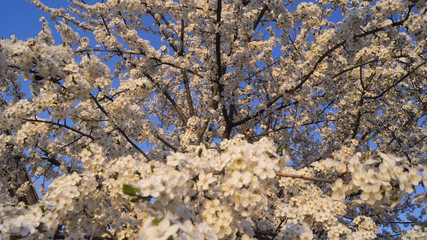 Bee on a flower of the white cherry blossoms. flowering tree, bee