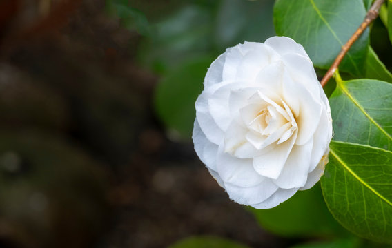 Kamelie (Camellia japonica)