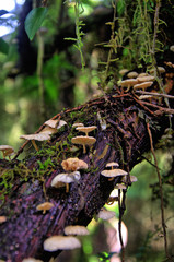 Fungus in a branch