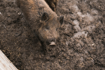 Boars in the mud. little boar in the dirt on the farm. Pig family