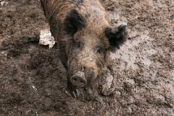 Boars in the mud. Dirty herd of boars on the farm. Pig family