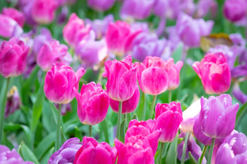 Tulip flowers meadow, tulip spring nature background