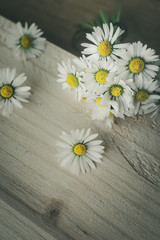 Close up of blooming daisies on rustic wooden background. Vintage floral spring background or daisies background