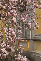 Kwitnąca magnolia  - obrazy, fototapety, plakaty