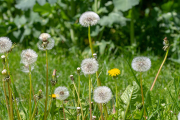 blooming dandelions and blowballs in the grass