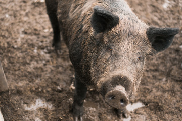 Boars in the mud. Dirty herd of boars on the farm. Pig family