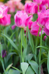 Tulip flowers meadow, tulip spring nature background