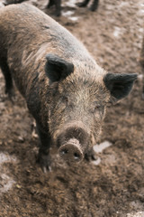 Boars in the mud. Dirty herd of boars on the farm. Pig family