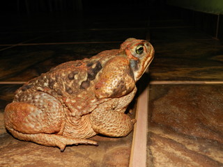 Frog
