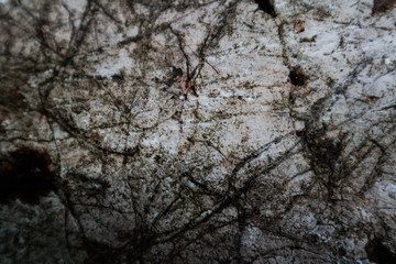 Beautiful rock wood and stone abstract texture background and wallpaper