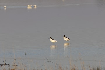 Pair of pied avocets, Recurvirostra avosetta
