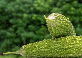 This is bitter gourd.
