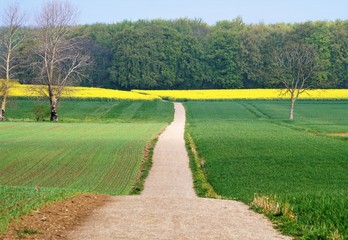Obraz premium Path in countryside