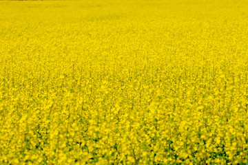 yellow blooming agricultural rape field
