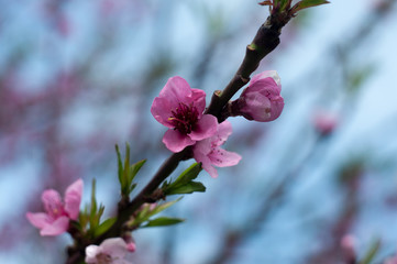 Blossom Cherry Sacura close-up photography