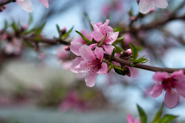 Naklejka na ściany i meble Blossom Cherry Sacura close-up photography