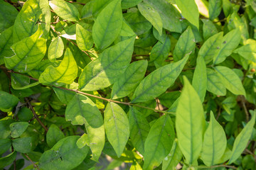 Fresh green leafs with sunlight for background, wallpaper and copy space