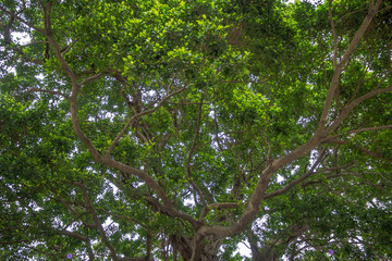 Low angle of fresh big green tree for background and wallpaper
