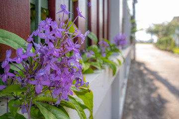 Close-up of cute small violet flowers on fence with blurred background with copy space