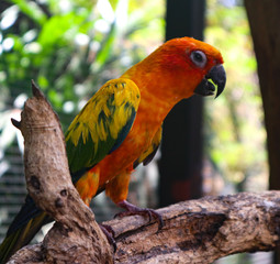 Beautiful Macaw and Parrot birds in the public parks
