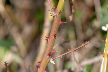 Close up the thorns of a blackberry plant