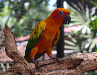 Beautiful Macaw and Parrot birds in the public parks