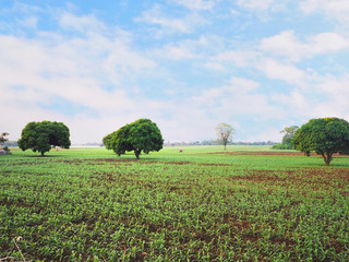 Agricultural Landscapes Of corn sprout field Is springing in the summer to wait for rain against clear blue sky