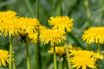 Naklejka premium yellow dandelions in a meadow