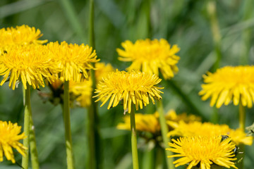 yellow dandelions in a meadow