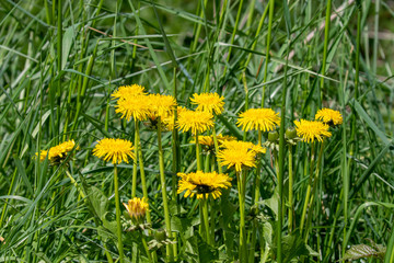 yellow blooming dandelions in green grass