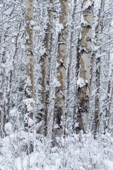 Fototapeta premium Aspen after a Heavy Snow - Snowy Forests