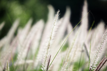 white reeds grass background