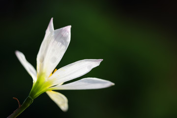 blooming white rain lily flower