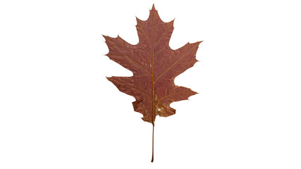 Autumn leaf. Isolated on white. Fallen leaf