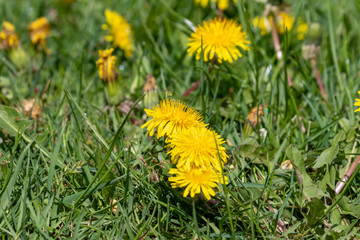some yellow dandelions in the grass in spring