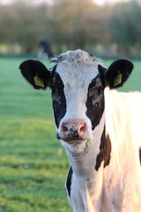 portrait of cow in field