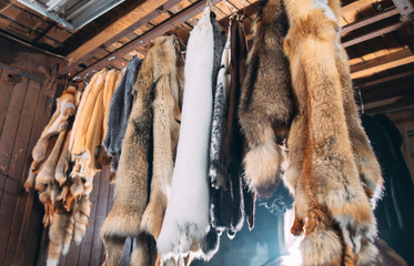 Animal fur.  foxes, raccoon, wolf, beaver, mink, nutria hanging after processing.