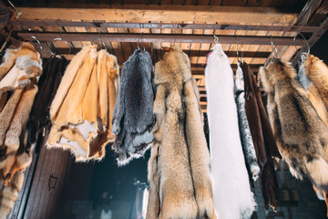 Animal fur.  foxes, raccoon, wolf, beaver, mink, nutria hanging after processing.