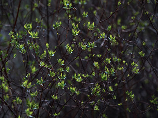 Buds blooming in the spring. Green background.