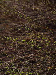 Buds blooming in the spring. Green background.