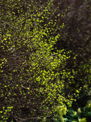 Fototapeta na wymiar Buds blooming in the spring. Green background.