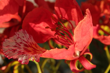 Flame Tree Flowers or Delonix regia flower close up